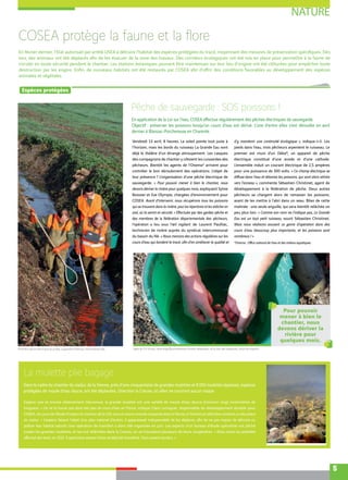 NATURE
5
COSEA protège la faune et la flore
En février dernier, l'Etat autorisait par arrêté LISEA à détruire l'habitat des espèces protégées du tracé, moyennant des mesures de préservation spécifiques. Dès
lors, des animaux ont été déplacés afin de les évacuer de la zone des travaux. Des corridors écologiques ont été mis en place pour permettre à la faune de
circuler en toute sécurité pendant le chantier. Les stations botaniques pouvant être maintenues sur leur lieu d'origine ont été clôturées pour empêcher toute
destruction par les engins. Enfin, de nouveaux habitats ont été restaurés par COSEA afin d'offrir des conditions favorables au développement des espèces
animales et végétales.
[ Espèces protégées ]
Pêche de sauvegarde : SOS poissons !
En application de la Loi sur l’eau, COSEA effectue régulièrement des pêches électriques de sauvegarde.
Objectif : préserver les poissons lorsqu’un cours d’eau est dérivé. L’une d’entre elles s’est déroulée en avril
dernier à Blanzac-Porcheresse en Charente.
Vendredi 13 avril, 8 heures. Le soleil pointe tout juste à
l’horizon, mais les bords du ruisseau La Grande Eau sont
déjà le théâtre d’un étrange attroupement. Les casques
des compagnons de chantier y côtoient les cuissardes des
pêcheurs. Bientôt les agents de l’Onema* arrivent pour
contrôler le bon déroulement des opérations. L’objet de
leur présence ? L’organisation d’une pêche électrique de
sauvegarde. « Pour pouvoir mener à bien le chantier, nous
devons dériver la rivière pour quelques mois, expliquent Sylvie
Boissier et Eve Olympie, chargées d’environnement pour
COSEA. Avant d’intervenir, nous récupérons tous les poissons
qui se trouvent dans la rivière, pour les répertorier et les relâcher en
aval, où ils seront en sécurité. » Effectuée par des gardes-pêche et
des membres de la fédération départementale des pêcheurs,
l’opération a lieu sous l’œil vigilant de Laurent Paulhac,
technicien de rivière auprès du syndicat intercommunal
du bassin du Né. « Nous menons des actions régulières sur les
cours d’eau qui bordent le tracé, afin d’en améliorer la qualité et
d’y maintenir une continuité écologique », indique-t-il. Les
pieds dans l’eau, trois pêcheurs arpentent le ruisseau. Le
premier est muni d’un Déka®, un appareil de pêche
électrique constitué d’une anode et d’une cathode.
L’ensemble induit un courant électrique de 2,5 ampères
pour une puissance de 300 volts. « Ce champ électrique se
diffuse dans l’eau et tétanise les poissons, qui sont alors attirés
vers l’anneau », commente Sébastien Christinet, agent de
développement à la fédération de pêche. Deux autres
pêcheurs se chargent alors de ramasser les poissons,
avant de les mettre à l’abri dans un seau. Bilan de cette
matinée : une seule anguille, qui sera bientôt relâchée un
peu plus loin. « Comme son nom ne l’indique pas, La Grande
Eau est un tout petit ruisseau, sourit Sébastien Christinet.
Mais nous réalisons souvent ce genre d’opération dans des
cours d’eau beaucoup plus importants, et les poissons sont
nombreux ! »
*Onema : Office national de l’eau et des milieux aquatiques
La mulette plie bagage
Dans le cadre du chantier du viaduc de la Vienne, près d’une cinquantaine de grandes mulettes et 8 000 mulettes épaisses, espèces
protégées de moule d’eau douce, ont été déplacées. Direction la Creuse, où elles ne courront aucun risque.
Espèce rare et encore relativement méconnue, la grande mulette est une variété de moule d’eau douce d’environ vingt centimètres de
longueur. « On ne la trouve que dans très peu de cours d’eau en France, indique Clara Lorinquer, responsable du développement durable pour
COSEA. Au cours de l’étude d’impact du chantier de la LGV, nous en avons recensé cinquante dans la Vienne, à l’endroit où allait être construit un des piliers
du viaduc. » L’espèce faisant l’objet d’un plan national d’action, il apparaissait indispensable de les déplacer, afin de ne pas risquer de détruire ou
polluer leur habitat naturel. Une opération de transfert a donc été organisée en juin. Les experts d’un bureau d’étude spécialisé ont pêché
toutes les grandes mulettes, et les ont relâchées dans la Creuse, où se trouvaient plusieurs de leurs congénères. « Nous avions au préalable
effectué des tests, en 2010. 3 spécimens avaient d’ores et déjà été transférés. Tous avaient survécu. »
Pour pouvoir
mener à bien le
chantier, nous
devons dériver la
rivière pour
quelques mois.
Première pêche électrique du projet, organisée à Blanzac-Porcheresse (16). Agée de 5 à 10 ans, cette anguille proviendrait d’outre-atlantique, de la mer des Sargasses, selon les experts.
Un spécimen de grande mulette.
 