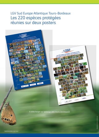 LGV Sud Europe Atlantique Tours-Bordeaux
Les 220 espèces protégées
réunies sur deux posters
Fadet des laîches - Photo : Biotope
A télécharger sur www.lgv-sea-tours-bordeaux.fr
 