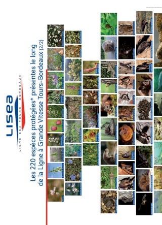 AmarantedeBouchonAilroseCrapaudinedeGuillonàlonguesfeuilles
Céphalanthère
FritillairepintadeGailletboréaldesmarais
Germandrée
GlobulairedeValenceHélianthèmeenombelleGessedesmarais
HottoniedesmaraisLind’Autrichefeuillesétroites
Lupinà
NerprundesrochersOdontitedeJaubert
Orchis
PigamonjaunePimentroyalPulicairecommune
Castord’EurasieLoutred’EuropeMusaraigneaquatiqueVisond’EuropeEcureuilrouxGenettecommuneHérissond’EuropeMuscardinCampagnolamphibie
Les220espècesprotégées*présenteslelong
delaLigneàGrandeVitesseTours-Bordeaux(2/2)
Renonculeàfeuillesd’ophioglossefeuillesrondes
Rossolisà
RossolisintermédiaireSablinedeschaumesSamoledeValerandàlabelleallongé
Sérapias
Barbastelled’EuropeGrandmurinGrandrhinolophedeShreibers
Minioptère
NoctulecommuneNoctuledeLeislerOreillardgrisOreillardrouxPetitmurinPetitrhinolophePipistrellecommune
PipistrelledeKuhlPipistrelledeNathusiusSérotinecommuneVespertilionàmoustachesVespertilionàoreilleséchancréesVerspertiliond’AlcathœdeBechstein
Vespertilion
VespertiliondeDaubentonVespertiliondeNatterer
 
