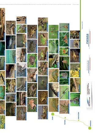 Sphinxdel’épilobeGrandcapricorneRosaliedesAlpesEcrevisseàpiedsblancsGrandemuletteMuletteépaisse
TritoncrêtéTritonmarbréTritonpalméAgriondemercureCTritondeBlasius
*décembre2012
AlosefeinteBouvièreBrochetChabotEsturgeoneuropéenGrandealoseLamproiedeplaner
LamproiederivièreLamproiemarineLochederivièreSaumonatlantiqueTruitecommuneVandoiseCistuded’Europe
CouleuvreàcollierCouleuvred’EsculapeCouleuvreverteetjauneCouleuvrevipérineLézarddesmuraillesLézardvertOrvetfragileVipèreaspic
AlyteaccoucheurCrapaudcalamiteCrapaudcommunGrenouilleagileGrenouilledeGrafGrenouilledeLessona
GrenouilledePerezGrenouillerieuseGrenouillevertePélodyteponctuéRainetteméridionaleRainetteverteSalamandretachetée
GompheàpattesjaunesGomphedeGraslinAzuréduserpoletBacchanteCuivrédesmaraisDamierdelaSucciseFadetdeslaîches
Créditphotos©Biotope:B.Adam,M-A.Bouchet,M.Briola,A.Chapuis,V.Delcourt,M.Geng,J-Y.Kernel,V.Koch,.H.Lagrange,O.Larrey,LPO,T.Luzzato,G.Martin,F.Melki,T.Menut,J-S.Philippe,F.Pouzet,M.Prat,V.Prié,T.Roussel,V.Rufray,G.Tavan,F.Tintilier,J.Tranchard,ThierryDegen(DREALPoitou-Charentes),DavidNeau,Pierre-AndréCrochet,XavierHouard(OPIE),DavidSuarez,B
 