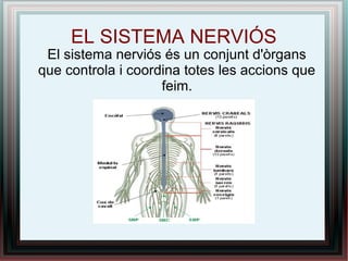EL SISTEMA NERVIÓS
El sistema nerviós és un conjunt d'òrgans
que controla i coordina totes les accions que
feim.
 