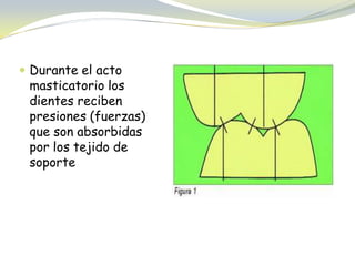  Durante el acto
masticatorio los
dientes reciben
presiones (fuerzas)
que son absorbidas
por los tejido de
soporte
 