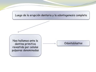 Luego de la erupción dentaria y la odontogenesis completa
Nos hallamos ante la
dentina primitiva
revestida por celulas
pulpares denominadas
Odontoblastos
 