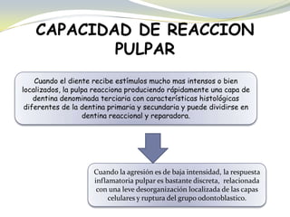 CAPACIDAD DE REACCION
PULPAR
Cuando el diente recibe estímulos mucho mas intensos o bien
localizados, la pulpa reacciona produciendo rápidamente una capa de
dentina denominada terciaria con características histológicas
diferentes de la dentina primaria y secundaria y puede dividirse en
dentina reaccional y reparadora.
Cuando la agresión es de baja intensidad, la respuesta
inflamatoria pulpar es bastante discreta, relacionada
con una leve desorganización localizada de las capas
celulares y ruptura del grupo odontoblastico.
 