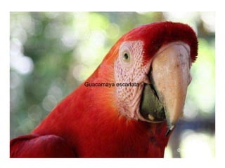 Guacamaya escarlata  
