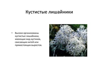 Кустистые лишайники
• Высоко оpганизованы
кустистые лишайники,
имеющие вид кустиков,
свисающих нитей или
пpямостоящих выpостов.
 