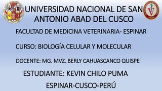 UNIVERSIDAD NACIONAL DE SAN
ANTONIO ABAD DEL CUSCO
FACULTAD DE MEDICINA VETERINARIA- ESPINAR
CURSO: BIOLOGÍA CELULAR Y MOLECULAR
DOCENTE: MG. MVZ. BERLY CAHUASCANCO QUISPE
ESTUDIANTE: KEVIN CHILO PUMA
ESPINAR-CUSCO-PERÚ
 