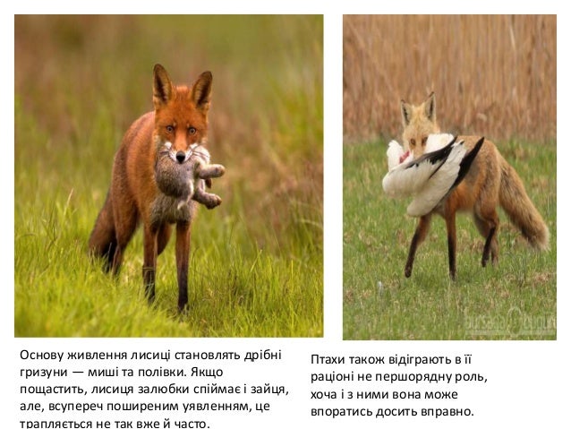 Лисиця