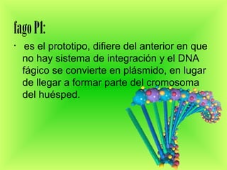 fagoP1:
• es el prototipo, difiere del anterior en que
no hay sistema de integración y el DNA
fágico se convierte en plásmido, en lugar
de llegar a formar parte del cromosoma
del huésped.
 
