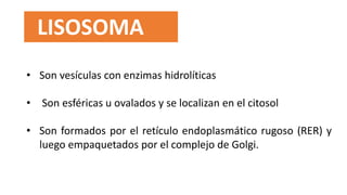 LISOSOMA
• Son vesículas con enzimas hidrolíticas
• Son esféricas u ovalados y se localizan en el citosol
• Son formados por el retículo endoplasmático rugoso (RER) y
luego empaquetados por el complejo de Golgi.
 