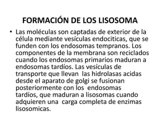 FORMACIÓN DE LOS LISOSOMALas moléculas son captadas de exterior de la célula mediante vesículas endociticas, que se funden con los endosomas tempranos. Los componentes de la membrana son reciclados cuando los endosomas primarios maduran a endosomas tardíos. Las vesículas de transporte que llevan  las hidrolasas acidas desde el aparato de golgi se fusionan posteriormente con los  endosomas tardíos, que maduran a lisosomas cuando adquieren una  carga completa de enzimas lisosomicas.