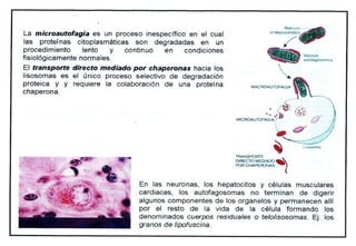 Biologia Lisosomas USP