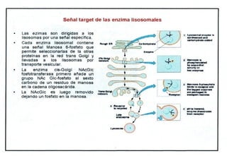 Biologia Lisosomas USP