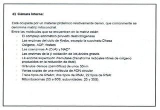 Biologia Lisosomas USP