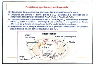 Biologia Lisosomas USP