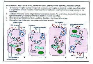 Biologia Lisosomas USP
