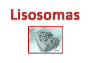 Biologia Lisosomas USP
