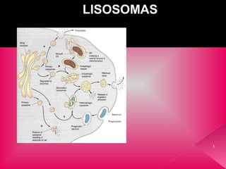 LISOSOMAS




            1
 