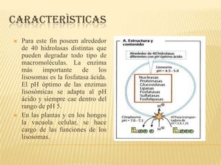 CARACTERÌSTICAS
   Para este fin poseen alrededor
    de 40 hidrolasas distintas que
    pueden degradar todo tipo de
    macromoléculas. La enzima
    más    importante      de    los
    lisosomas es la fosfatasa ácida.
    El pH óptimo de las enzimas
    lisosòmicas se adapta al pH
    ácido y siempre cae dentro del
    rango de pH 5.
   En las plantas y en los hongos
    la vacuola celular, se hace
    cargo de las funciones de los
    lisosomas.
 