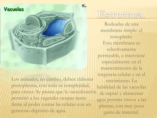Rodeadas de una
                                              membrana simple: el
                                                   tonoplasto.
                                               Esta membrana es
                                                 selectivamente
                                            permeable, e interviene
                                              especialmente en el
                                              mantenimiento de la
                                            turgencia celular y en el
Los animales, en cambio, deben elaborar         crecimiento. La
protoplasma, con toda su complejidad, habilidad de las vacuolas
para crecer. Se piensa que la vacuolización de captar y almacenar
permitió a los vegetales ocupar tierra     agua permite crecer a las
firme al poder contar las células con un     plantas, con muy poca
generoso depósito de agua.                     gasto de material.
 