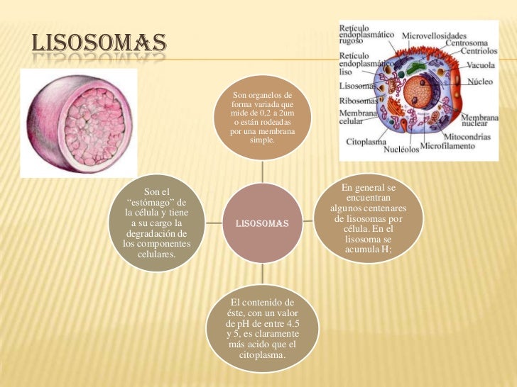 Resultado de imagen de imagenes de lisosomas