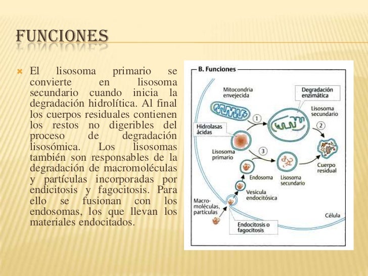 Lisosomas y vacuolas