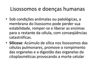 Lisossomos e doenças humanas
• Sob condições anômalas ou patológicas, a
membrana do lisossomo pode perder sua
estabilidade, romper-se e liberar as enzimas
para o restante da célula, com conseqüências
catastróficas.
• Silicose: Acúmulo de sílica nos lisossomos das
células pulmonares, promove o rompimento
das organelas e a digestão das organelas da
citoplasméticas provocando a morte celular
 