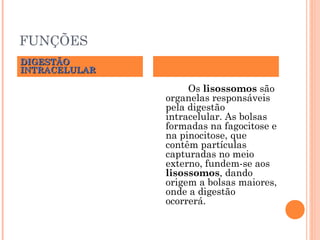 FUNÇÕES
DIGESTÃO
INTRACELULAR

Os lisossomos são
organelas responsáveis
pela digestão
intracelular. As bolsas
formadas na fagocitose e
na pinocitose, que
contêm partículas
capturadas no meio
externo, fundem-se aos
lisossomos, dando
origem a bolsas maiores,
onde a digestão
ocorrerá.

 