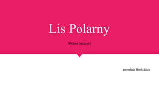 Lis Polarny
(Vulpes lagopus)
prezentacja Monika Zajda
 