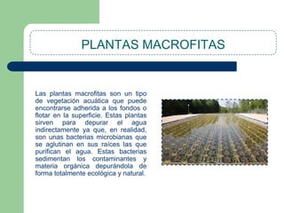 PLANTAS MACROFITAS

Las plantas macrofitas son un tipo
de vegetación acuática que puede
encontrarse adherida a los fondos o
flotar en la superficie. Estas plantas
sirven para depurar el agua
indirectamente ya que, en realidad,
son unas bacterias microbianas que
se aglutinan en sus raíces las que
purifican el agua. Estas bacterias
sedimentan los contaminantes y
materia orgánica depurándola de
forma totalmente ecológica y natural.

 