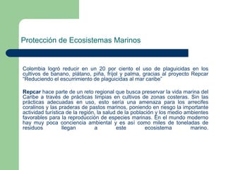 Protección de Ecosistemas Marinos

Colombia logró reducir en un 20 por ciento el uso de plaguicidas en los
cultivos de banano, plátano, piña, fríjol y palma, gracias al proyecto Repcar
“Reduciendo el escurrimiento de plaguicidas al mar caribe”
Repcar hace parte de un reto regional que busca preservar la vida marina del
Caribe a través de prácticas limpias en cultivos de zonas costeras. Sin las
prácticas adecuadas en uso, esto sería una amenaza para los arrecifes
coralinos y las praderas de pastos marinos, poniendo en riesgo la importante
actividad turística de la región, la salud de la población y los medio ambientes
favorables para la reproducción de especies marinas. En el mundo moderno
hay muy poca conciencia ambiental y es así como miles de toneladas de
residuos
llegan
a
este
ecosistema
marino.

 