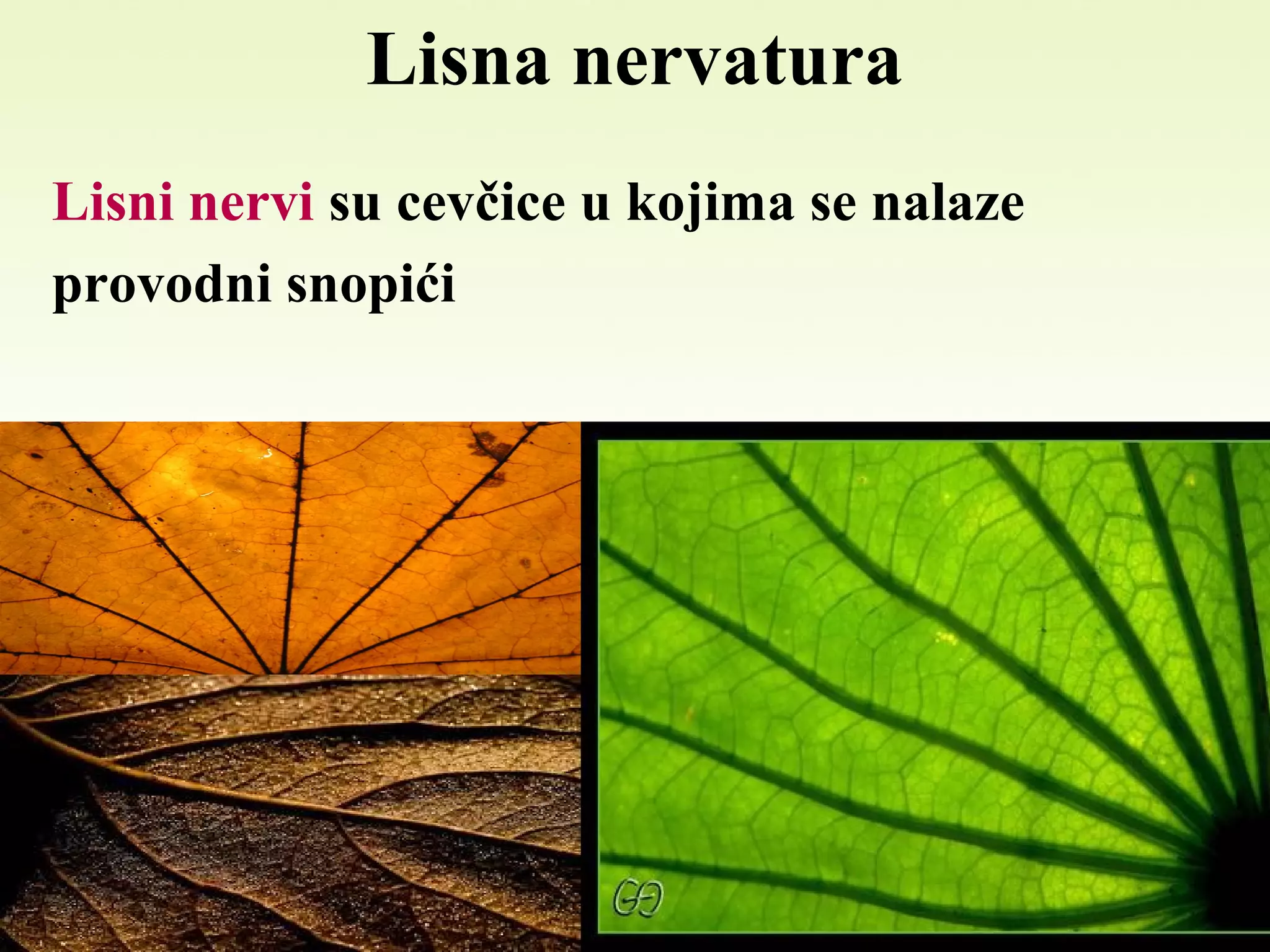Lisna nervatura
Lisni nervi su cevčice u kojima se nalaze
provodni snopići
 
