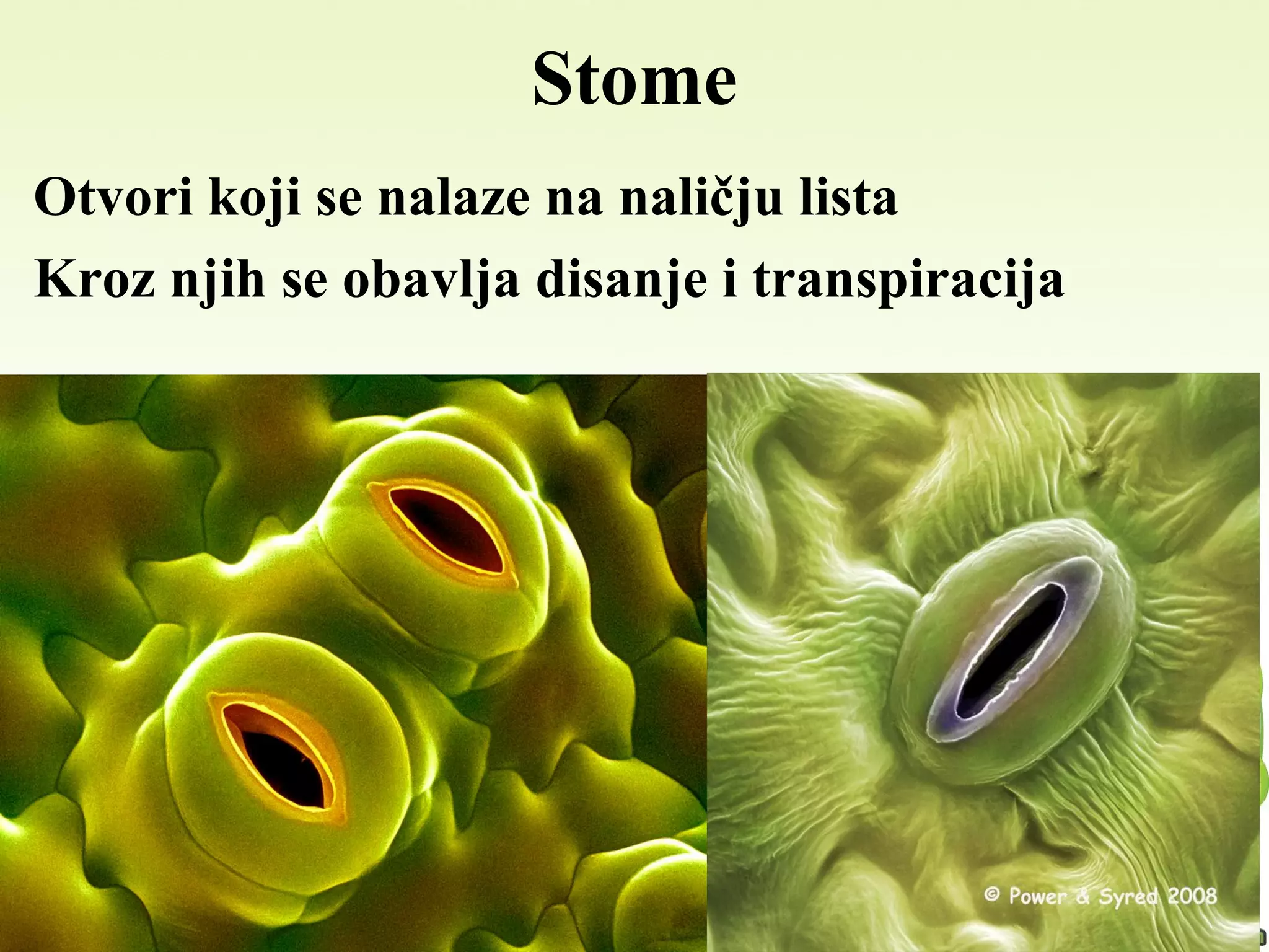 Stome
Otvori koji se nalaze na naličju lista
Kroz njih se obavlja disanje i transpiracija
 