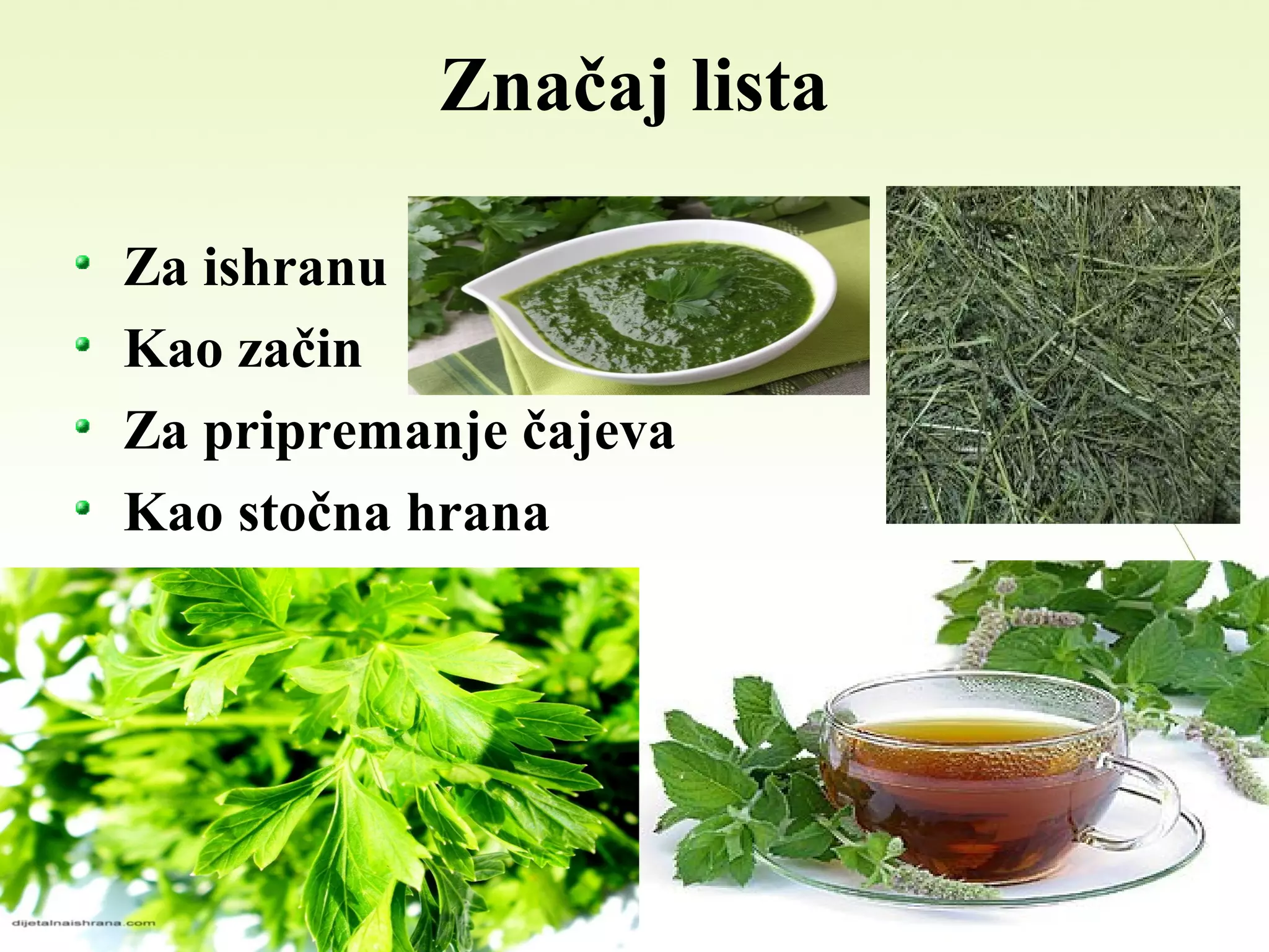 Značaj lista
Za ishranu
Kao začin
Za pripremanje čajeva
Kao stočna hrana
 