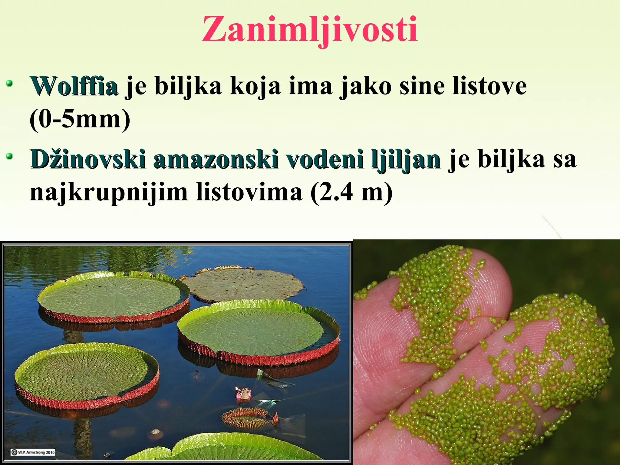 Zanimljivosti
WolffiaWolffia je biljka koja ima jako sine listove
(0-5mm)
Džinovski amazonski vodeni ljiljanDžinovski amazonski vodeni ljiljan je biljka sa
najkrupnijim listovima (2.4 m)
 