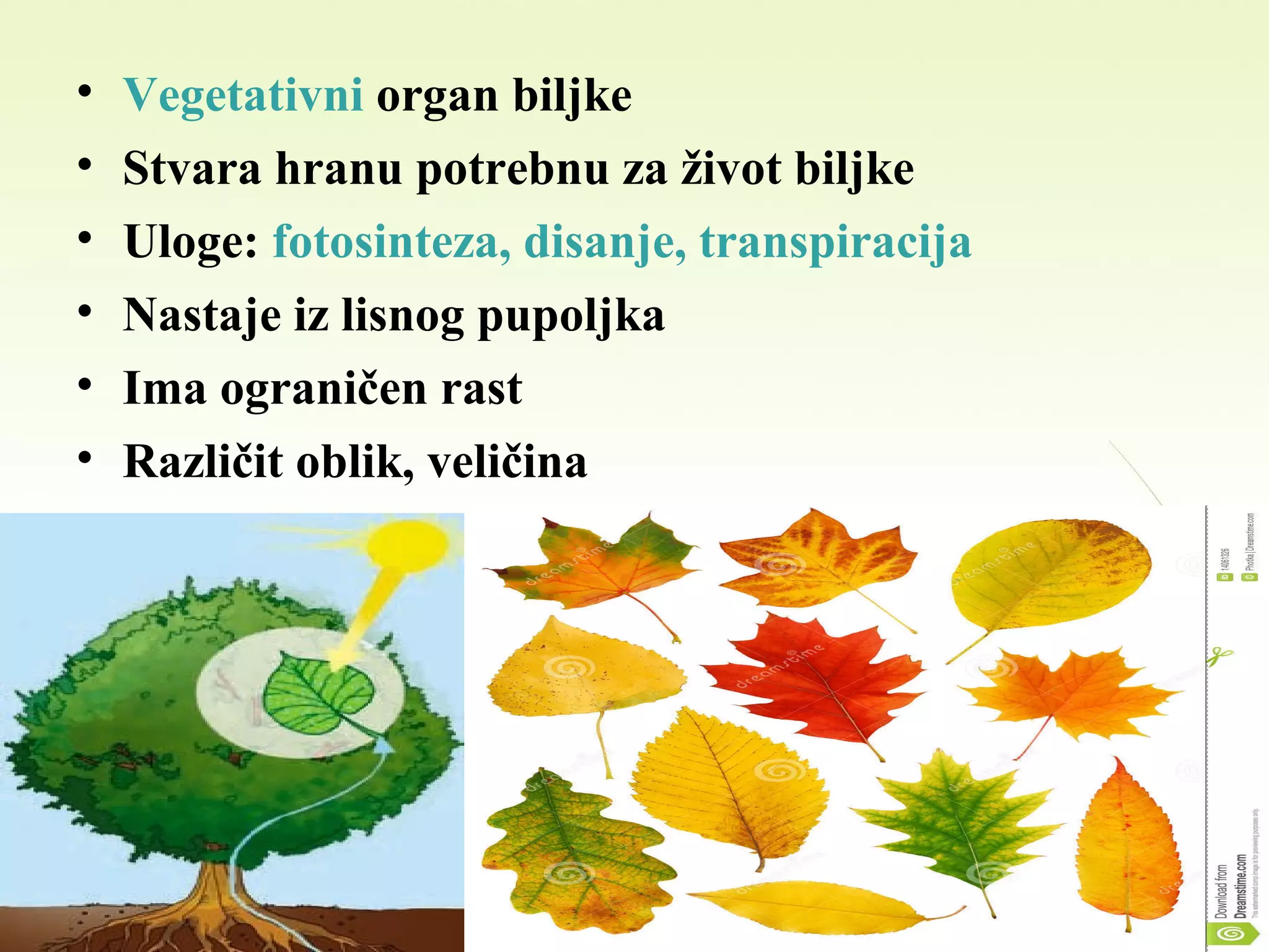 • Vegetativni organ biljke
• Stvara hranu potrebnu za život biljke
• Uloge: fotosinteza, disanje, transpiracija
• Nastaje iz lisnog pupoljka
• Ima ograničen rast
• Različit oblik, veličina
 