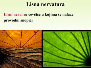 Lisna nervatura
Lisni nervi su cevčice u kojima se nalaze
provodni snopići
 