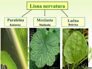 Paralelna
Kukuruz
Mrežasta
Muškatla
Lučna
Bokvica
Lisna nervatura
 