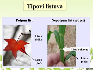 Tipovi listova
Potpun list Nepotpun list (sedeći)
Lisna
ploča
Lisna
drška
Lisni rukavac
Lisna
ploča
 
