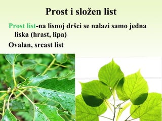 Prost i složen list
Prost list-na lisnoj dršci se nalazi samo jedna
liska (hrast, lipa)
Ovalan, srcast list
 