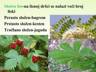 Složen list-na lisnoj dršci se nalazi veći broj
liski
Perasto složen-bagrem
Prstasto složen-kesten
Tročlano složen-jagoda
 