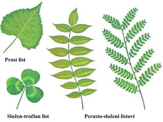 Prost list
Složen-tročlan list Perasto-složeni listovi
 