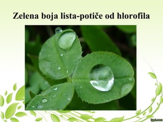 Zelena boja lista-potiče od hlorofila
 