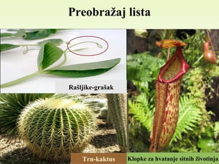 Preobražaj lista
Rašljike-grašak
Trn-kaktus Klopke za hvatanje sitnih životinja
 
