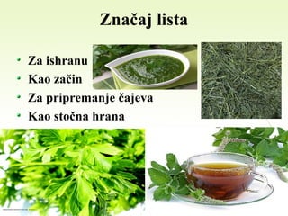 Značaj lista
Za ishranu
Kao začin
Za pripremanje čajeva
Kao stočna hrana
 