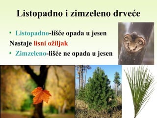 Listopadno i zimzeleno drveće
Listopadno-lišće opada u jesen
Nastaje lisni ožiljak
Zimzeleno-lišće ne opada u jesen
 