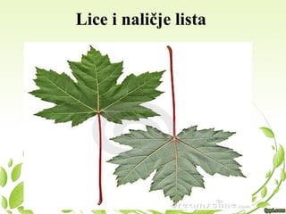Lice i naličje lista
 