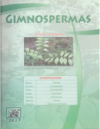Consejo Nacional de Áreas Protegidas




Listado de especies amenazadas de Guatemala y Listado de especies de flora y fauna silvestre CITES de Guatemala   25
 