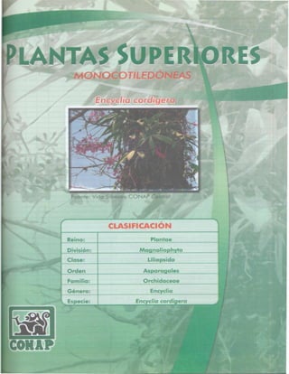 Consejo Nacional de Áreas Protegidas




Listado de especies amenazadas de Guatemala y Listado de especies de flora y fauna silvestre CITES de Guatemala   41
 