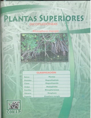 Consejo Nacional de Áreas Protegidas




Listado de especies amenazadas de Guatemala y Listado de especies de flora y fauna silvestre CITES de Guatemala   59
 